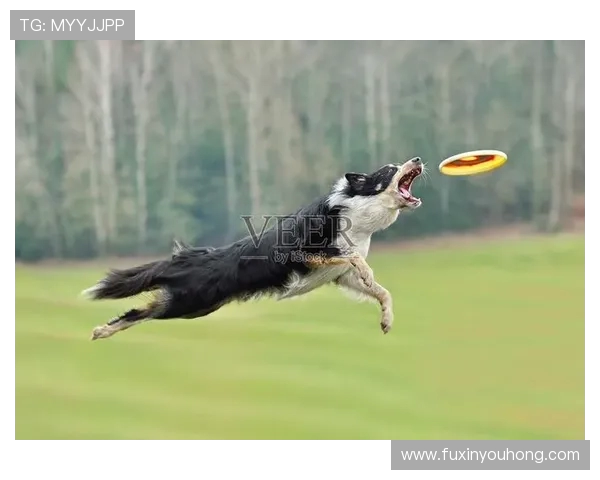 重庆飞盘队的阵地战揭秘：飞盘深度解析与战术探讨